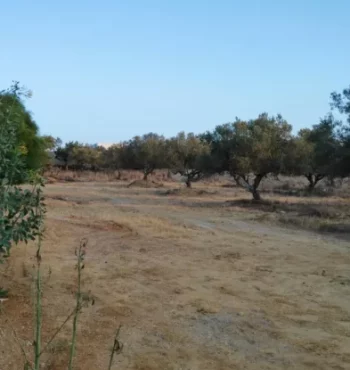 Vue des oliviers devant la maison