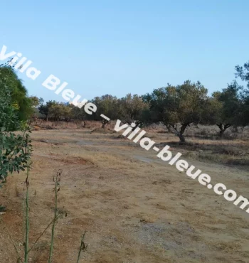 The olive trees in front of the house