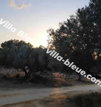 View of the olive trees in front of the house at sunset